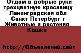 Отдам в добрые руки трехцветную красавицу - Ленинградская обл., Санкт-Петербург г. Животные и растения » Кошки   